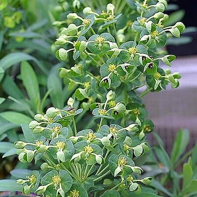 Euphorbia 'Humpty Dumpty' (5L pot)