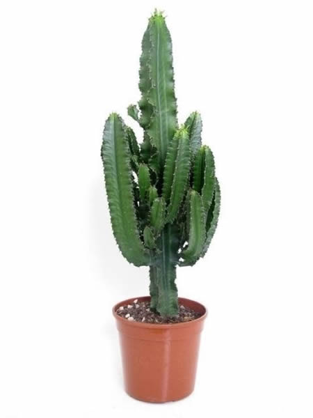 Euphorbia 'Eritrea' - Image courtesy of Pannebakker