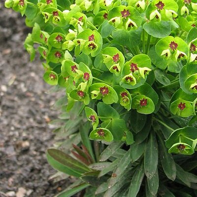 Euphorbia Martini - Photo by Agnieszka Kwiecień, Nova (CC BY-SA 4.0)