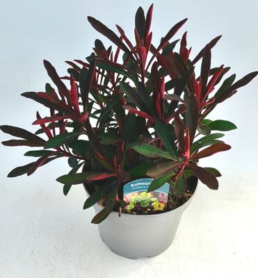 Euphorbia 'Miner's Merlot' - Image courtesy of Ben Vista