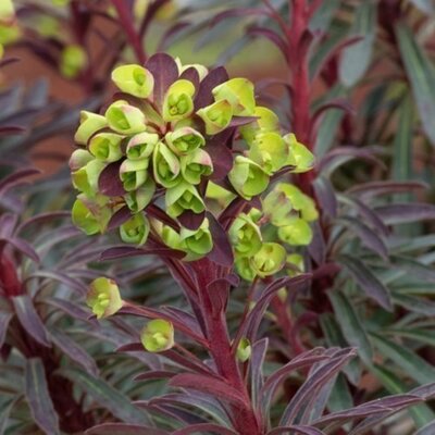 Euphorbia 'Miner's Merlot' - Public Domain Image