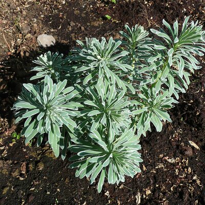 Euphorbia Silver Swan - Photo by RY (Ardcarne)