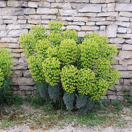 Euphorbia char. ssp. wulfenii - Photo BY Michel Chauvet (CC BY-SA 4.0)