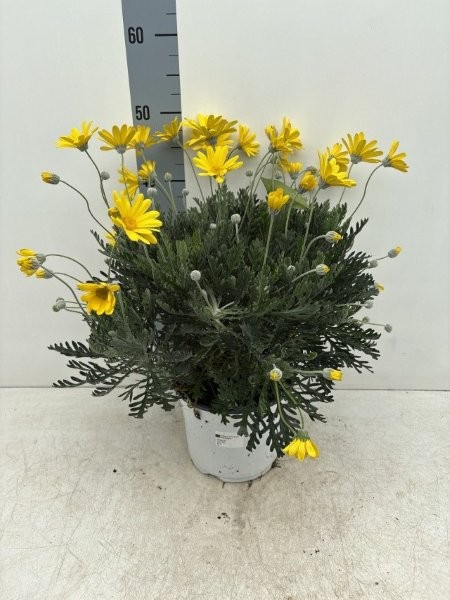 Euryops Pectinatus - Image courtesy of Impulse Plants
