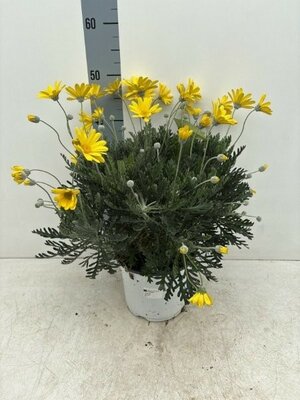 Euryops Pectinatus - Image courtesy of Impulse Plants