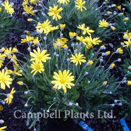 Euryops Pectinatus - Image Courtesy of Campbell's Plants Ltd