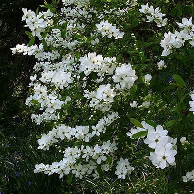 Exochorda 'The Bride' - Photo by peganum (CC BY-SA 2.0)