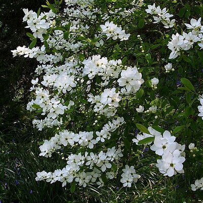 Exochorda 'The Bride' - Photo by peganum (CC BY-SA 2.0)