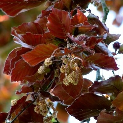 Fagus sylvatica 'Atropurpurea' 180cm (Root Ball)