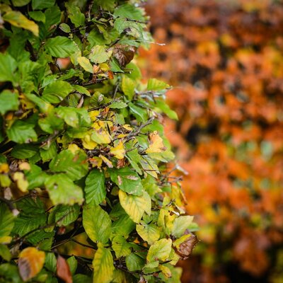 Fagus Sylivatica