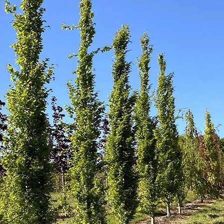 Fagus Sylvatica 'Dawycks Gold' (15L pot)