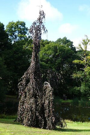 Fagus Sylvatica “Purple Fountain” - Photo by Mike Finn (CC BY-SA 2.0)