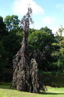 Fagus Sylvatica 'Purple Fountain'  (15L pot)