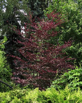 Fagus Sylvatica Purpurea - Photo by Аимаина хикари (CC0)