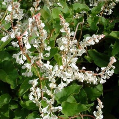 Fallopia aubertii  - Photo by Jeffdelonge (GFDL)