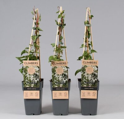 Fallopia aubertii  - Image courtesy of Pannebakker
