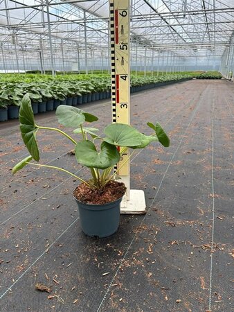 Farfugium 'Giganteum' - Image courtesy of Pannebakker
