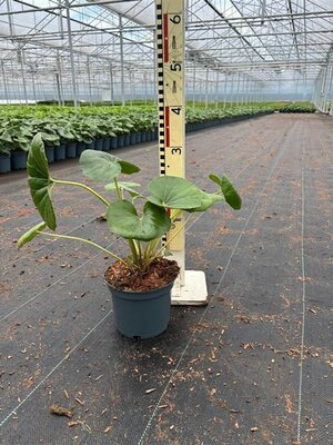 Farfugium 'Giganteum' - Image courtesy of Pannebakker