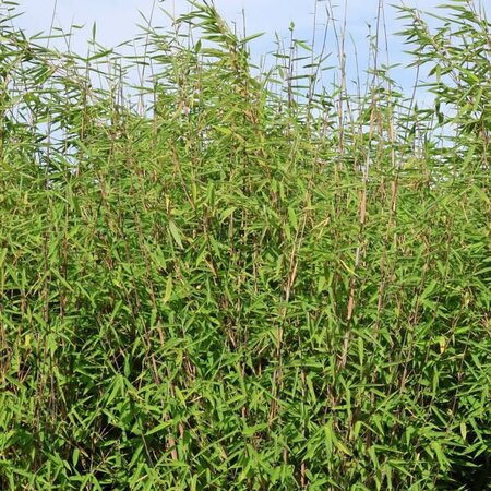 Fargesia 'Malachite Monkeys' - Public Image here under fair use