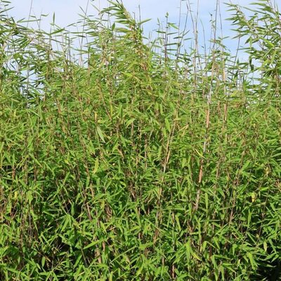 Fargesia 'Malachite Monkeys' - Public Image here under fair use