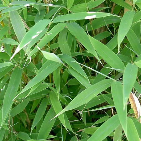 Fargesia murieliae 'Blue Lizard' - Photo by IKAl (CC BY-SA 2.5)