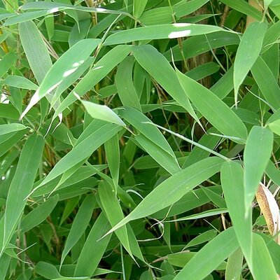 Fargesia murieliae 'Blue Lizard' - Photo by IKAl (CC BY-SA 2.5)