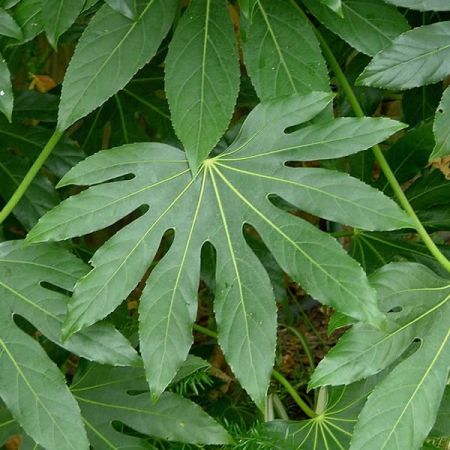 Fatsia Japonica - Photo by Dbxsoul (CC BY-SA 3.0)