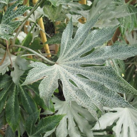 Fatsia Japonica "Spider's Web" - Photo by Megan Hansen (CC BY-SA 2.0)