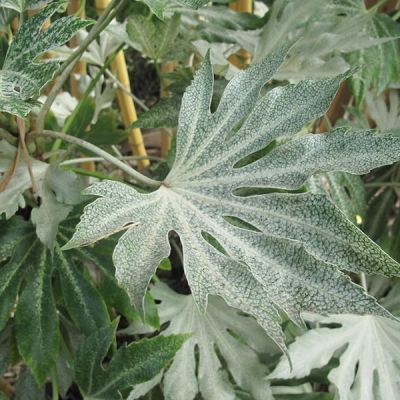Fatsia japonica 'Spider's Web' (5L pot)