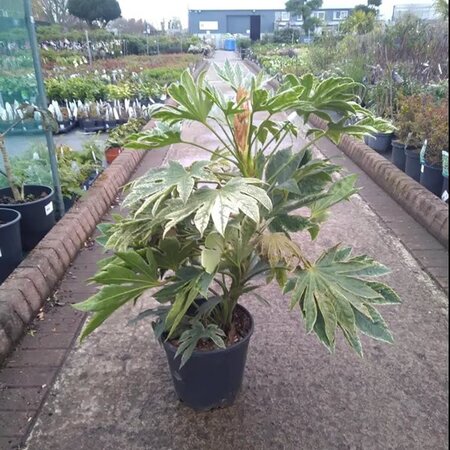 Fatsia 'Spiders Web' - Image courtesy of Tully Nurseries