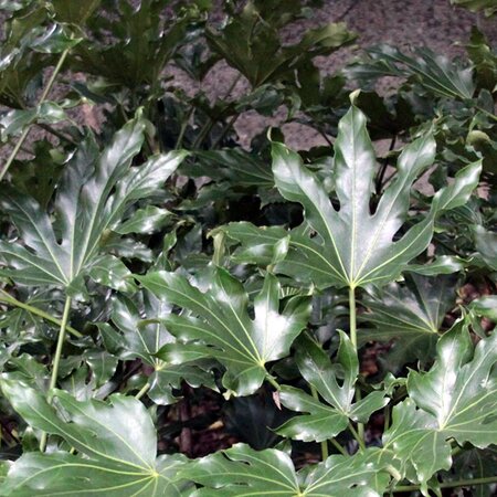Fatsia 'Green Fingers' - Photo by Drew Avery (CC BY-SA 2.0)
