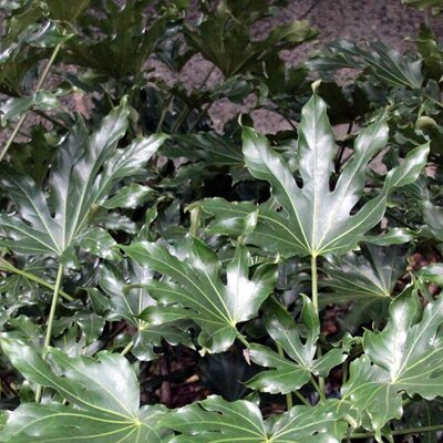 Fatsia 'Green Fingers' - Photo by Drew Avery (CC BY-SA 2.0)