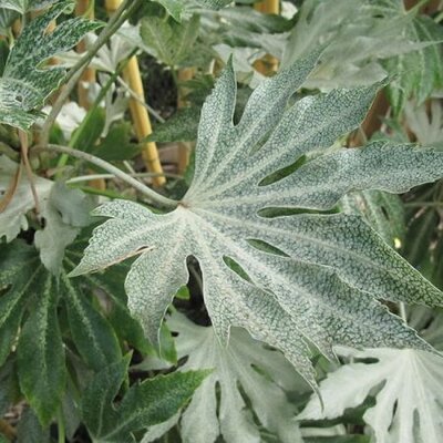 Fatsia 'Spider's Web' - Photo by Megan Hansen (CC BY-SA 2.0)