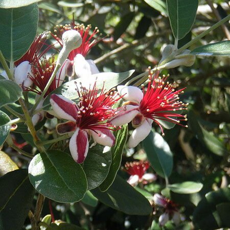Feijoa sellowiana  - Photo by 	Tulumnes (CC BY-SA 4.0)