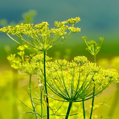 Fennel (9cm pot)