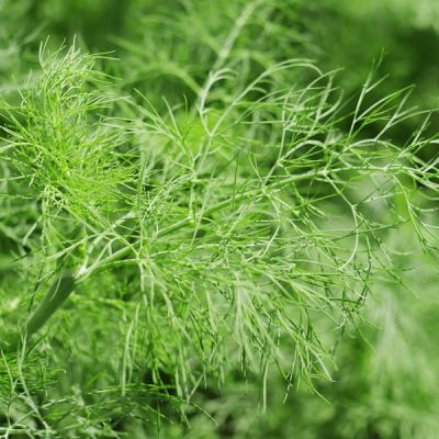 Fennel Green - Image by 12995263 from Pixabay 