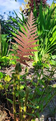 Metal Garden Stake – Fern -Image courtesy of Plantline