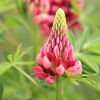 Fertility Plants / Nitrogen Fixers