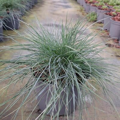 Festuca 'Eisvogel Mini-Rooter' - Image courtesy of Tully Nurseries