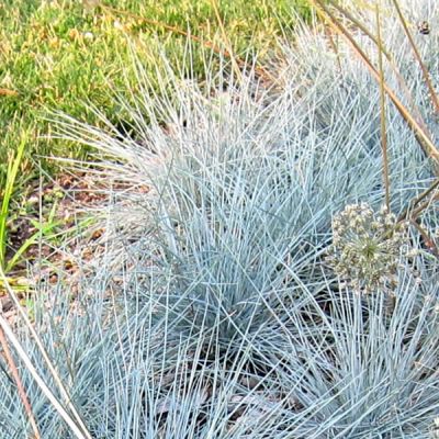 Festuca “Easy Blue” - Photo by Cultivar 413 (CC BY-SA 2.0)