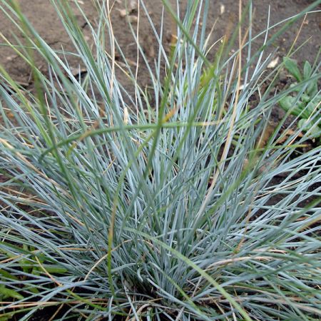 Festuca Elijah Blue - Photo by daryl_mitchell (CC BY-SA 2.0)