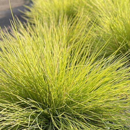 Festuca 'AmiGold' - Public image here under fair use