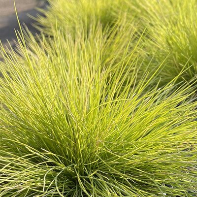 Festuca 'AmiGold' - Public image here under fair use