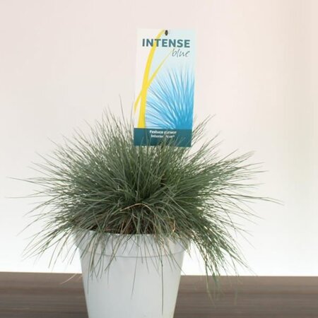 Festuca 'Intense Blue' - Image courtesy of Pannebakker