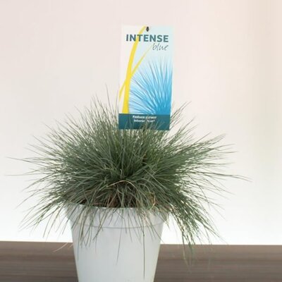 Festuca 'Intense Blue' (5L pot)