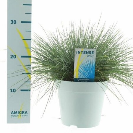 Festuca 'Intense Blue' - Image courtesy of Pannebakker