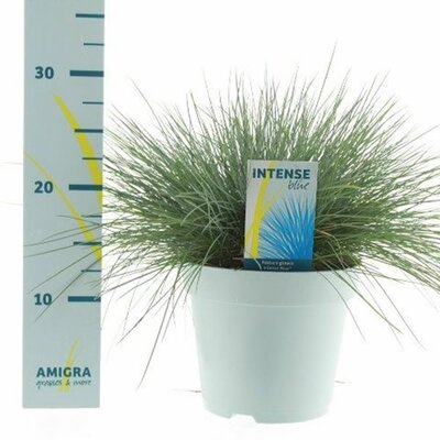 Festuca 'Intense Blue' (2L pot)