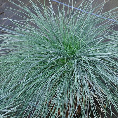 Festuca "Intense Blue" - Photo by Peggy A. Lopipero-Langmo (Cc BY-SA 2.0)
