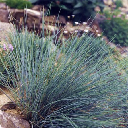 Festuca Glauca 'Intense Blue' - Photo by Ghislain118 (GFDL)