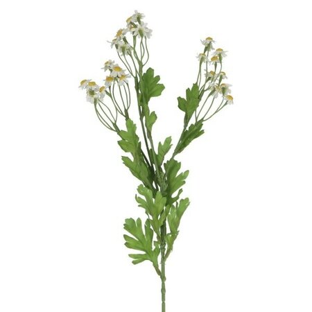 Feverfew Spray -Image courtesy of Gisela Graham